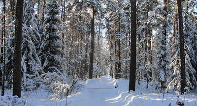 В Чите проверяют данные о том, что дети ходят в школу через дикий лес