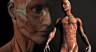 Вузы РФ впервые начнут готовить кинезиологов – специалистов по работе мышц человека