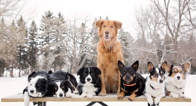 В красноярской школе «взяли на работу»… собак! 
