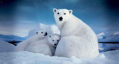 Арктика ждет юных обитателей