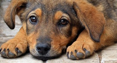 Школьники в Красноярске намерены делать паспорта для бездомных собак