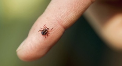Роспотребнадзор: 5 человек заразились энцефалитом, ещё 87 – боррелиозом после укусов клещей