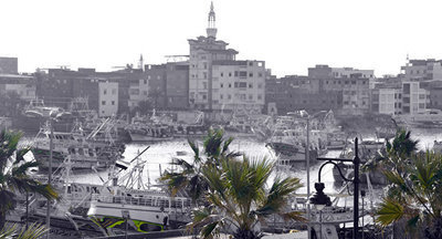 В Египте мартышки сбежали из зоопарка частной школы и вызвали панику