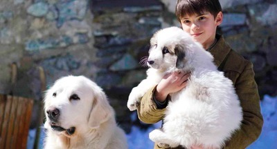 И собаки дружить умеют