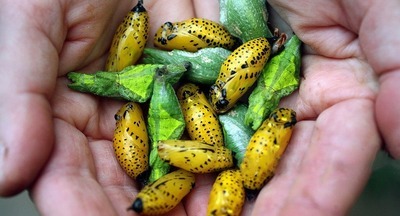 Куколки мои