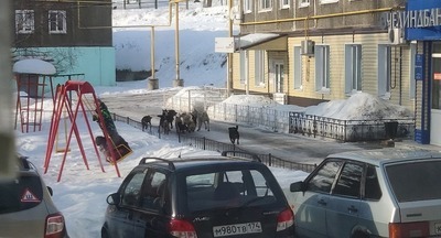 В Нязепетровске дети боятся одни ходить в школу