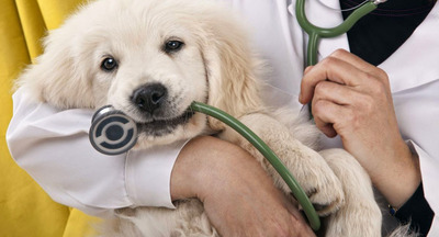 Собаки-терапевты помогут студентам снять стресс перед сессией