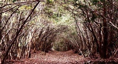 В Зеленограде семиклассник покончил с собой перед началом праздничной линейки