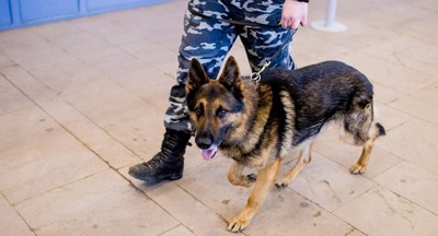 Десять школ в Москве проверяют после анонимных сообщений с угрозами взрывов