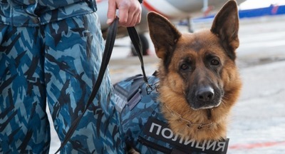 Около 100 школ «заминировали» в Москве в минувшие сутки