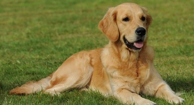 Эксперимент: Собаки смогли выявить коронавирус 