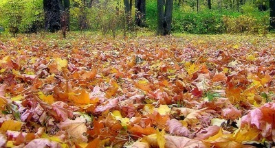 Анна Попова предупредила Владимира Путина о сложной эпидситуации осенью