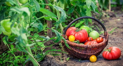 ​​Школьный огород в Карачаево-Черкесии обеспечивает детей едой