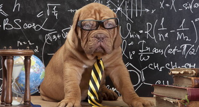 Красноярские школы взяли на работу енота, шимпанзе и гиббона