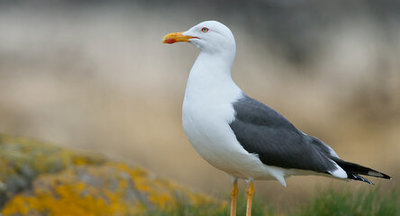 Чайки подстроились к школьным переменам, чтобы добывать еду