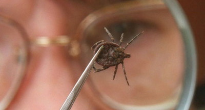 Время клещей: о чём важно и нужно знать