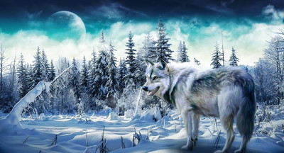 В Югре жители посёлка попросили перевести школьников на удалёнку из-за волков