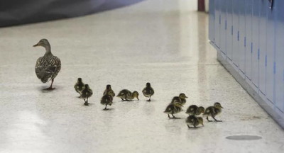 Во Флориде сняли ролик, как мама-утра ведет своих утят по коридору местного роддома