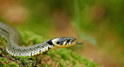 В Москве на детской площадке у жилого дома нашли ядовитую змею