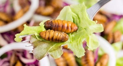 Британских школьников начнут кормить насекомыми