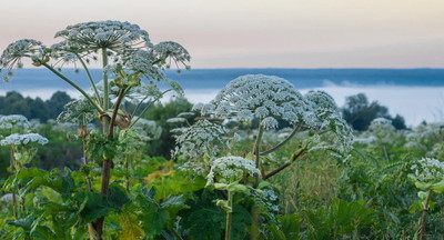 Столичная школьница изобрела средство от ожога борщевиком