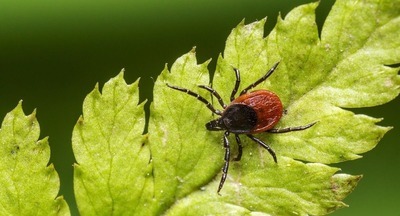 Чем можно заразиться от клеща? Что делать, если он укусил ребенка или домашнее животное? 