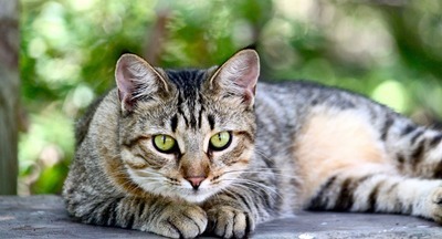 Подборка книг о котах и кошках 