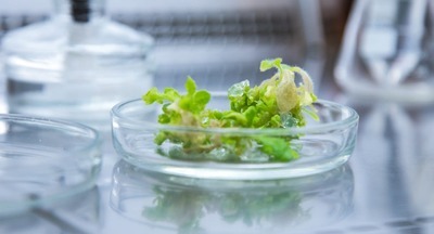 ​Новый кампус БФУ им. И. Канта станет центром развития биотехнологий: открытие лабораторий и запуск образовательной программы