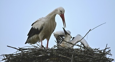 Бердвотчинг как стиль жизни: «перелетное» хобби учителя географии